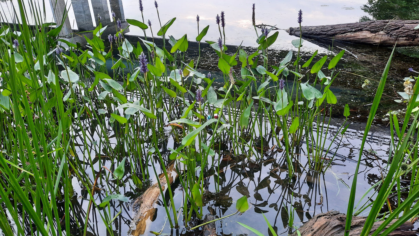 Trouve Les Déchets Du Jour Près Pont Jacques Cartier De Sherbrooke 19 Juillet 2021 (Vue K1)