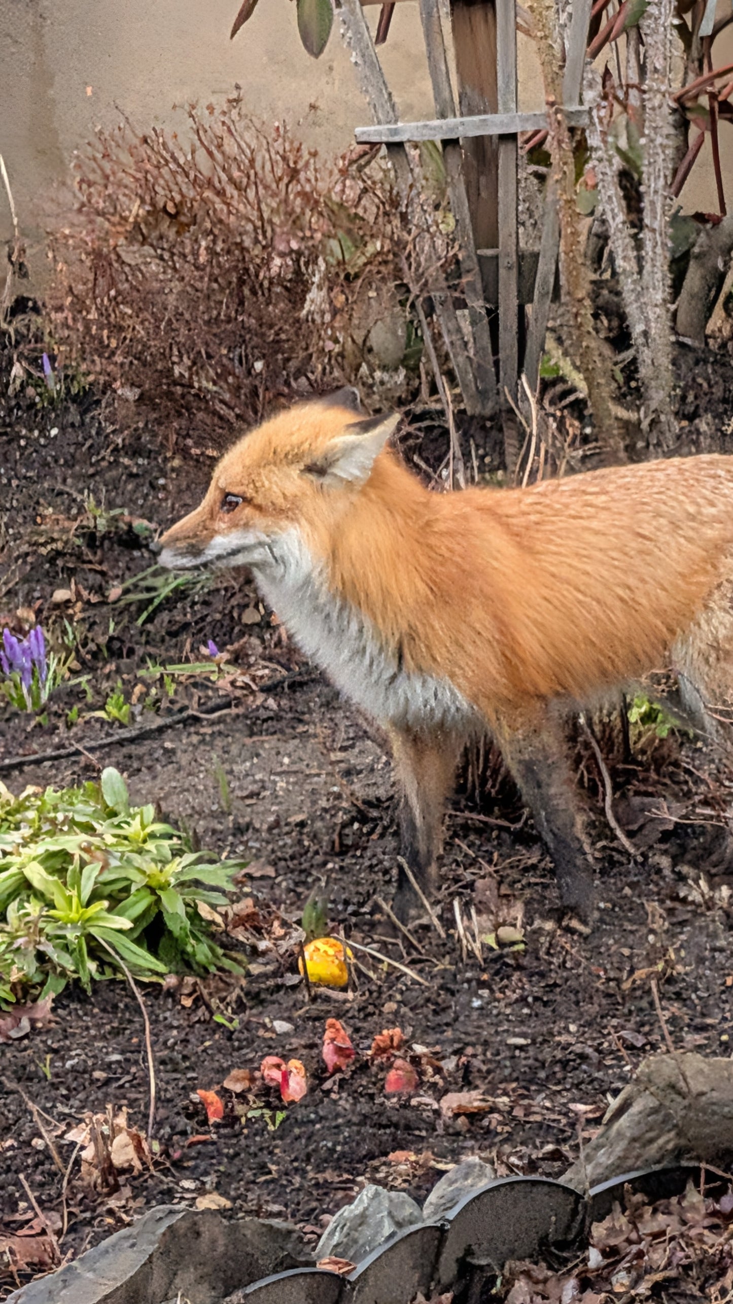 Renard à Sherbrooke (Fox)